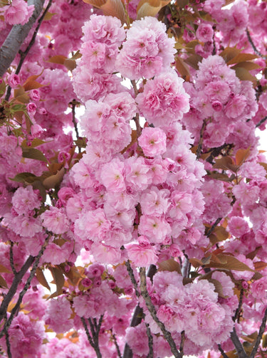 10 JAPANESE FLOWERING CHERRY Tree Oriental Prunus Serrulata Flower Seeds
